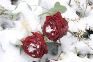 Roses in the Snow