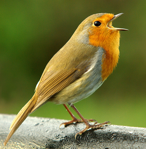 Trilling Songbird in the countryside