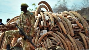 Poaching for Ivory in Africa