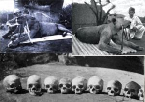 The Tsavo Man-Eaters - one of the worst cases of man-eaters recorded.