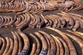 Ivory from poached Elephants - try and guess how many elephants died unnecessarily and tortuously to feed the greed of others?