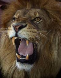 Roaring Lion