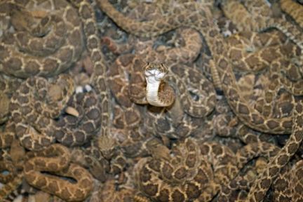 A swarm of venomous and hissing rattlesnakes.