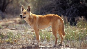 A wild Dingo dog