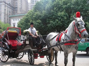 A horse-drawn carriage in the city.